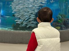 -芜湖新华联大白鲸海洋公园