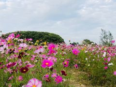 -嘉北郊野公园