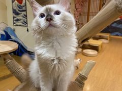-猫にゃん · 猫的隐藏屋猫咖(麦地旗舰店)