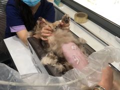 -伟伟宠物医院·CT影像中心·瑞派犬猫综合性门诊(汉口总院)