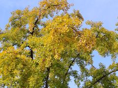 -三里屯东五街银杏大道