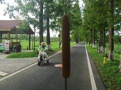 -黄海国家森林公园