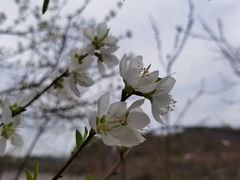 -重庆园博园
