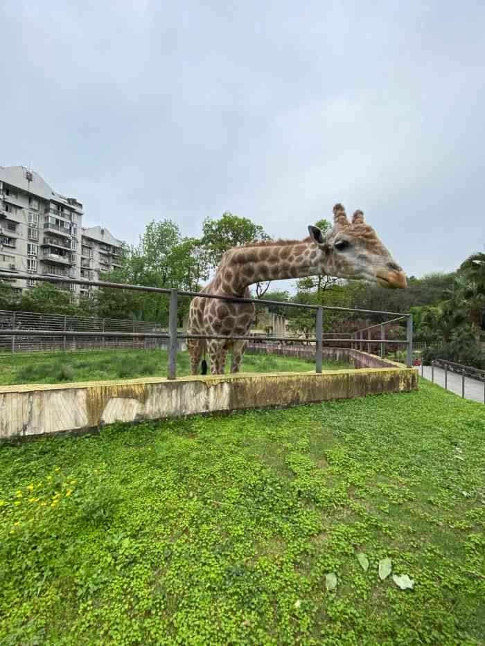 我们是吃过午饭以后才去动物园的去的时候天气很好,所以人很多我们排