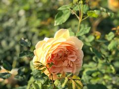 -人民公园(罗湖区)