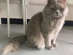 -我爱猫咪·猫咖·狗咖·安哥拉兔·羊驼咖(小寨华旗店)