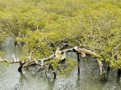 -北海金海湾红树林生态旅游区