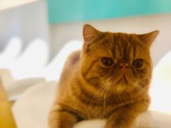 -飞行喵MR PILOT|猫舍·猫咖(静安大融城店)