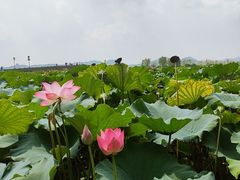 -西湖游船