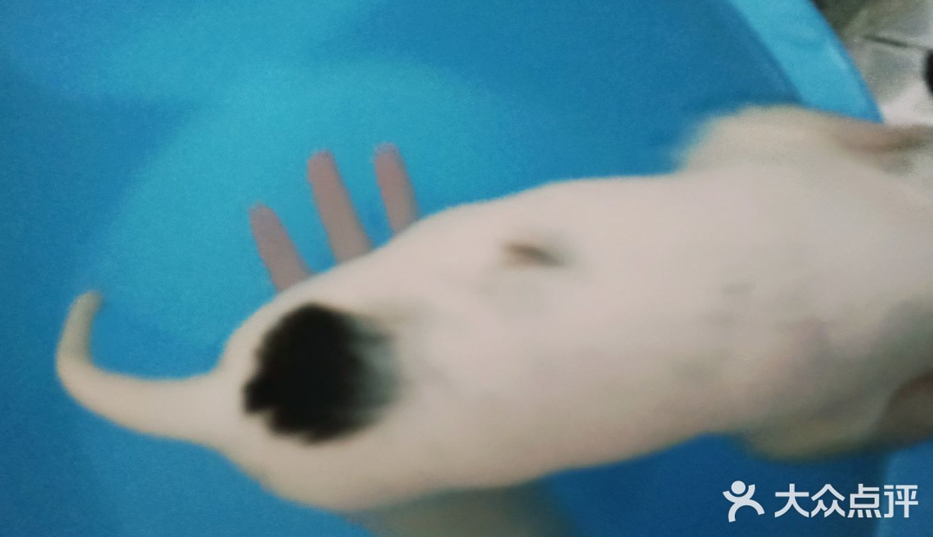 今天又收留一个小活宝 下午去朋友厂里有事，看见她厂里