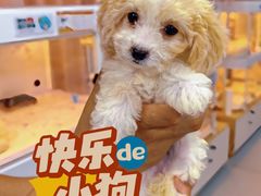 -翊宠yipet猫狗购宠庄园犬舍•猫舍