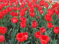 -洛阳郁金香牡丹园