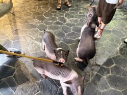 -Zoolung Zoolung动物主题公园(海信广场店)