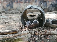 -清迈夜间动物园