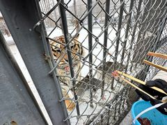 -横道河子东北虎林园
