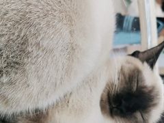 -喵园·猫主题咖啡厅·撸猫·猫咖(国贸店)