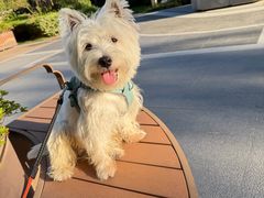 -翊宠yipet猫狗购宠庄园犬舍•猫舍