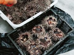 -海胆小馆(东北水饺·春柳店)