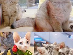 -屋虎猫馆(宝安大仟里店)