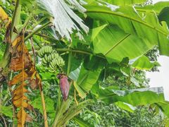 -中国科学院西双版纳热带植物园