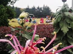 -青枫公园