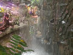 -正佳雨林生态植物园