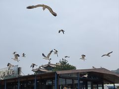 -海驴岛(荣成市)