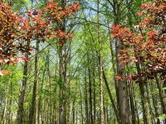 -上海海湾国家森林公园