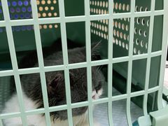 -菲丽丝宠物医院·24小时·猫科中心·免疫点(淮海分院)