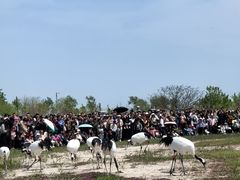 -盐城丹顶鹤湿地生态旅游区