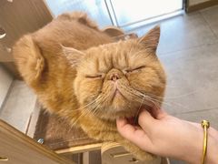 -飞行喵MR PILOT|猫舍·猫咖(静安大融城店)