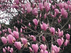 -上海共青森林公园