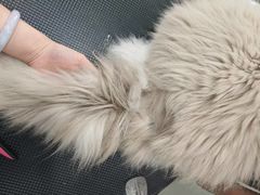 -八公叔叔宠物美容连锁(春申店)