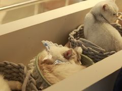 -怪兽屋·羊驼·猫咖·狗咖(俊华广场店)