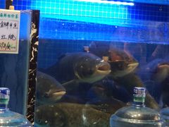 -姜君·千岛湖鱼头馆(浦东大道店)