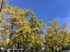 -三里屯东五街银杏大道