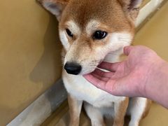 -柴の食堂·日式家庭料理·熊之肆(大学路店)