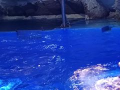 -海合安青岛极地海洋公园