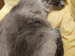 -滚猫咖啡·猫咖·猫友好撸猫(未来城店)