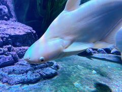 -上海海洋水族馆