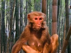 -重庆雨台山风景区