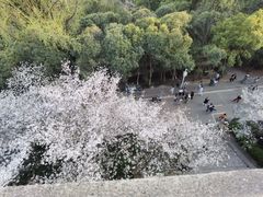 -武汉大学-樱园