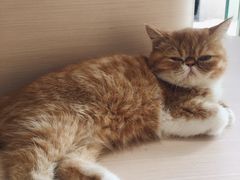 -瞄一喵猫咖(格力海岸店)