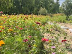 -野鸭湖国家湿地公园