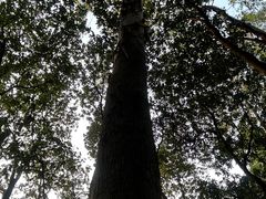 -火炉山森林公园