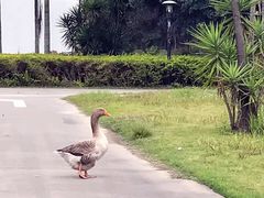 -福建鲤鱼洲酒店