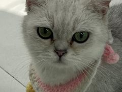 -怪兽屋·羊驼·猫咖·狗咖(俊华广场店)