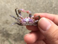 -台场海滨公园船码头