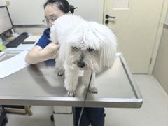 -爱妮康宠物医院·干细胞免疫细胞·肿瘤·心脏(张江店)