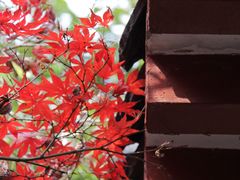 -南京古林公园
